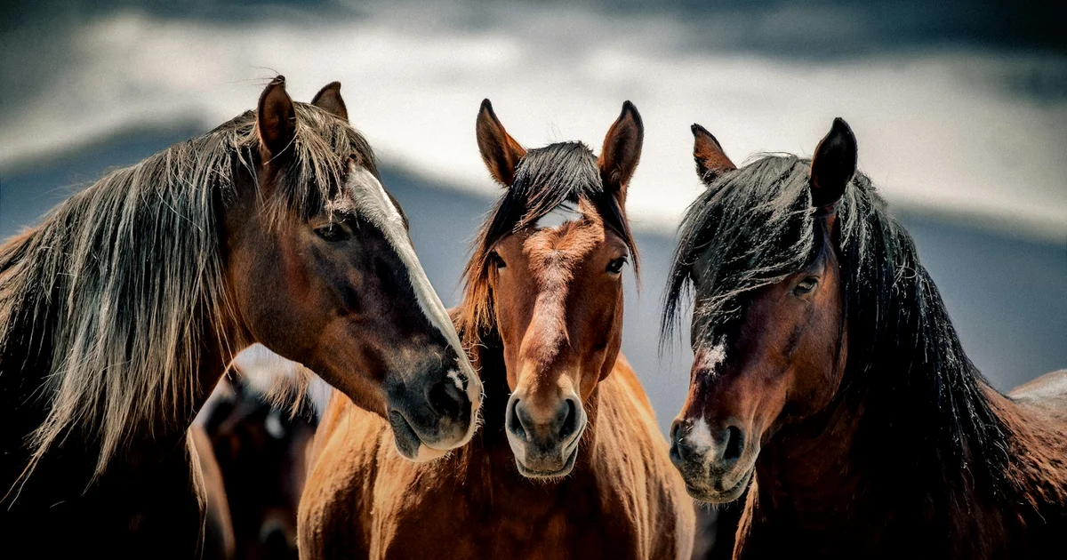 The Four Horsemen: Gottman's Patterns That Predict Divorce