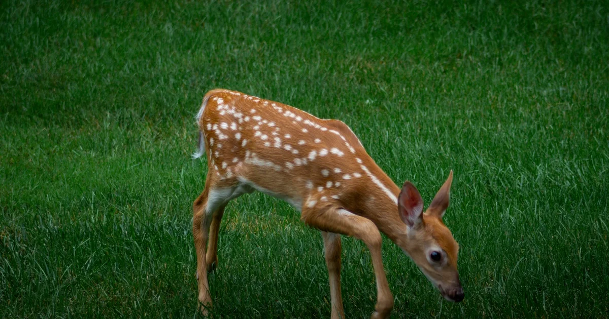 The Fawn Response: When Kindness Is Actually Fear