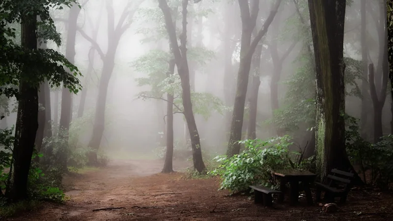 A misty forest path in early morning light, the destination invisible in the fog but the path itself clearly underfoot — invisible progress, stages of change, internal transformation
