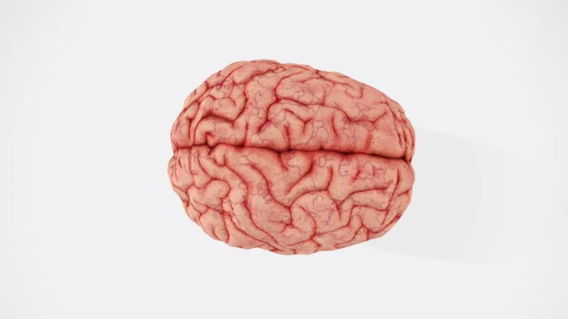 illustration of a brain scan highlighting the anterior cingulate cortex with warm colors, viewed from the front, social pain neuroscience